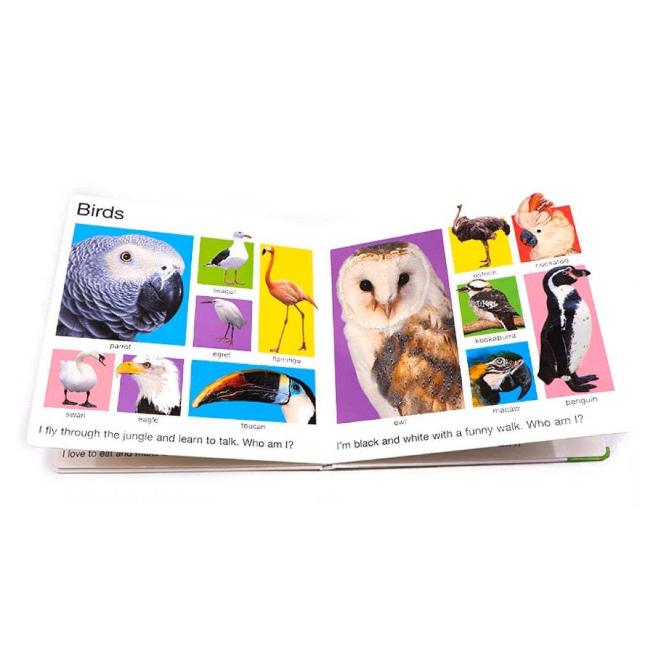 My Big Board Books: My Big Animal Book (Board book)